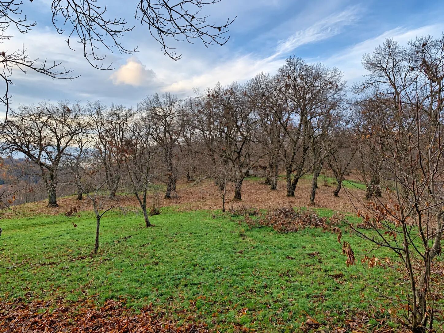 Terreno campo scout Il Castagneto, Rocca Massima, foto 2