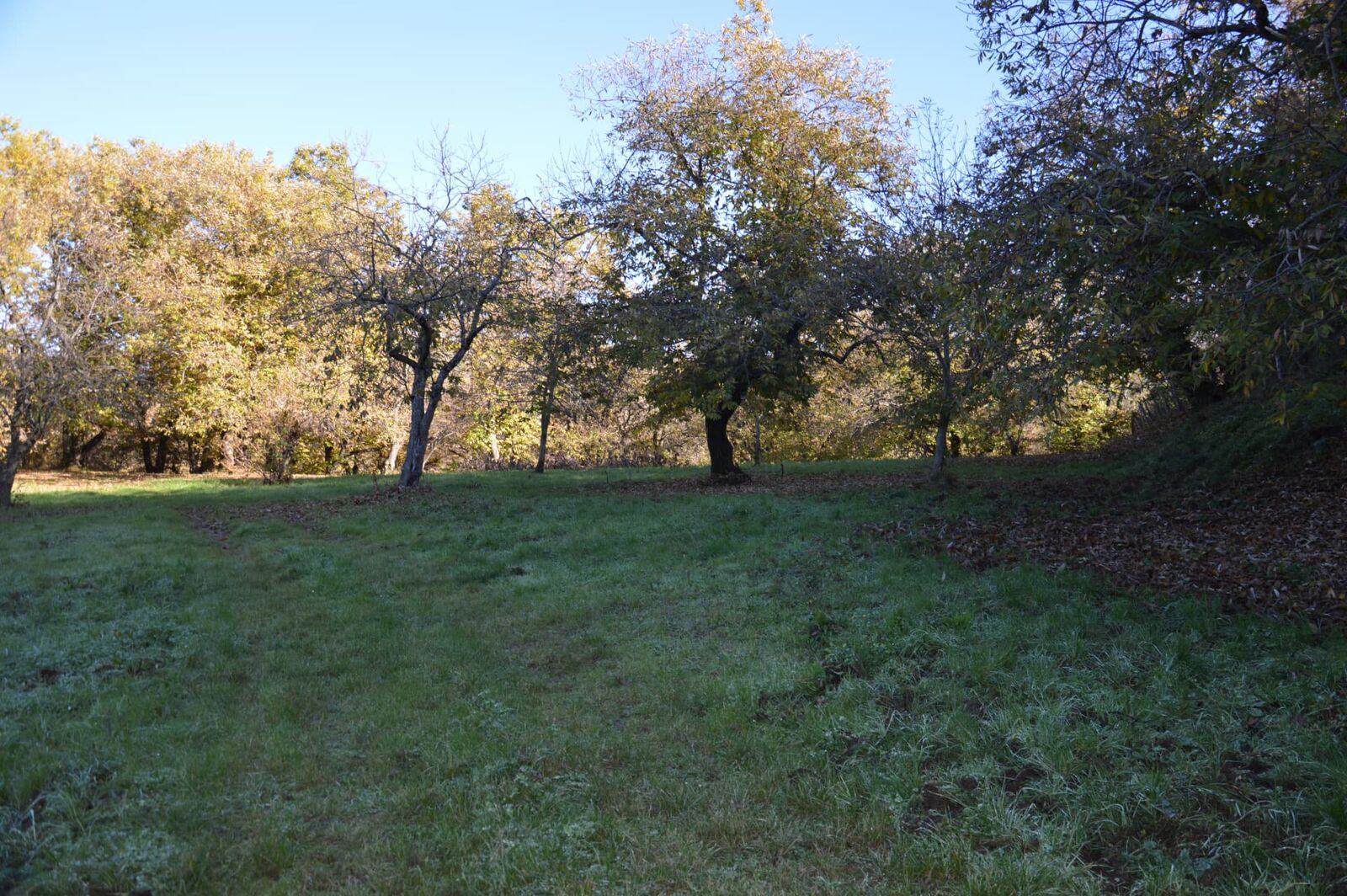 Terreno campo scout Il Castagneto, Rocca Massima, foto 5